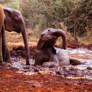 Explore Highlights of Kenya for 8 days with Costsaver and discover unforgettable experiences - Photo 2