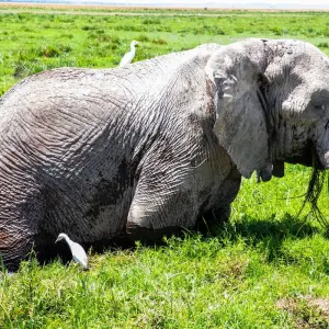 Explore Highlights of Kenya for 8 days with Costsaver and discover unforgettable experiences - Photo 4