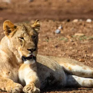 Explore Highlights of Kenya for 8 days with Costsaver and discover unforgettable experiences - Photo 5