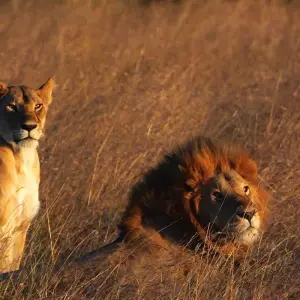 Explore Highlights of Kenya for 8 days with Costsaver and discover unforgettable experiences - Photo 8