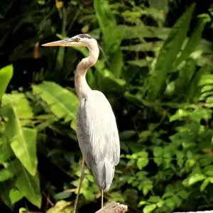 Explore Costa Rica Adventure (Tortuguero Extension, 10 Days) for 10 days with Costsaver and discover unforgettable experiences - Photo 2