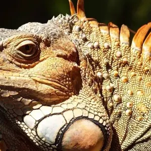 Explore Costa Rica Adventure (Tortuguero Extension, 10 Days) for 10 days with Costsaver and discover unforgettable experiences - Photo 3