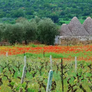 Explore Gourmet Puglia for 8 days with Cosmos and discover unforgettable experiences - Photo 4