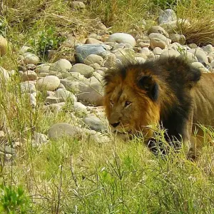 Explore South Africa: From the Cape to Kruger for 13 days with Cosmos and discover unforgettable experiences - Photo 9