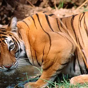 Explore 9 Days Golden Triangle Tour with Mumbai Highlights for 9 days with Coxan Tours and discover unforgettable experiences - Photo 11