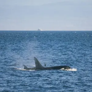 Explore Canadian Masterpiece with Rocky Mountaineer & Alaska Cruise for 19 days with Cosmos and discover unforgettable experiences - Photo 7