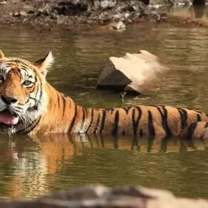 Explore Taj Mahal & Tigers - Golden Triangle India Tour with Ranthambore 7 Days for 7 days with Creative India Journey and discover unforgettable experiences - Photo 7