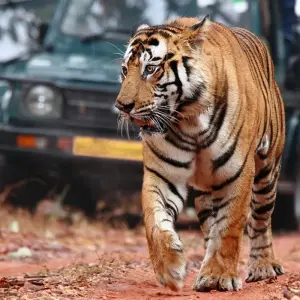 Explore Taj Mahal & Tigers - Golden Triangle India Tour with Ranthambore 7 Days for 7 days with Creative India Journey and discover unforgettable experiences - Photo 11