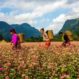 Explore 5 - Day Private Ha Giang Adventure Trekking Tour with homestay & ecolodge stay for 5 days with Crossing Vietnam Tour and discover unforgettable experiences - Photo 6