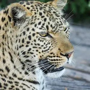 Explore Raw Namibia for 12 days with Crooked Compass and discover unforgettable experiences - Photo 2