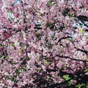 Explore Walking Through Cherry Blossoms for 6 days with Crooked Compass and discover unforgettable experiences - Photo 3