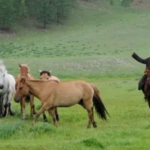 Explore Naadam Festival for 14 days with Crooked Compass and discover unforgettable experiences - Photo 6