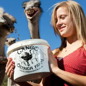 Explore Garden Route Uncovered for 5 days with Cullinan Guided Journeys and discover unforgettable experiences - Photo 5