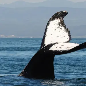 Explore Garden Route, Safari & Winelands Wonder for 6 days with Cullinan Guided Journeys and discover unforgettable experiences - Photo 6