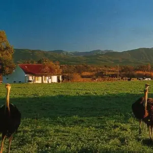 Explore Garden Route Discovered for 4 days with Cullinan Guided Journeys and discover unforgettable experiences - Photo 5