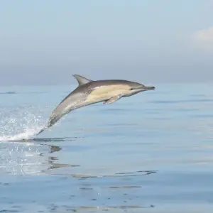 Explore Garden Route, Safari & Winelands Wonder for 6 days with Cullinan Guided Journeys and discover unforgettable experiences - Photo 7