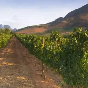 Explore South Africa Odyssey (from Johannesburg to Cape Town) for 14 days with Cullinan Guided Journeys and discover unforgettable experiences - Photo 6