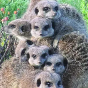 Explore Classic South Africa for 15 days with Cullinan Guided Journeys and discover unforgettable experiences - Photo 5