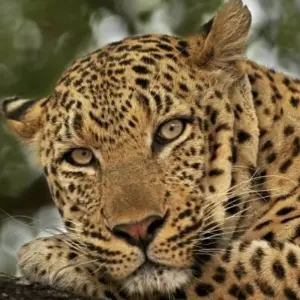 Explore South Africa Odyssey (from Johannesburg to Cape Town) for 14 days with Cullinan Guided Journeys and discover unforgettable experiences - Photo 7