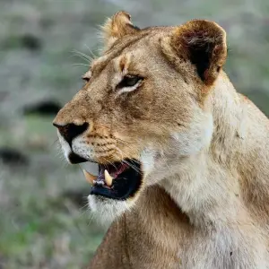 Explore Wild Kingdoms Safari (from Johannesburg to Durban) for 7 days with Cullinan Guided Journeys and discover unforgettable experiences - Photo 5