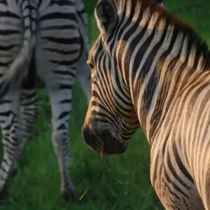 Explore Classic South Africa for 15 days with Cullinan Guided Journeys and discover unforgettable experiences - Photo 7