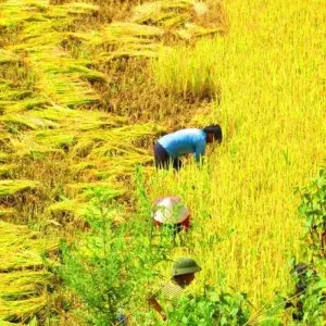 Explore Best of North Vietnam - 7 days for 7 days with Crossing Vietnam Tour and discover unforgettable experiences - Photo 11