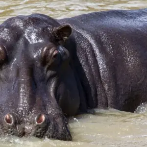 Explore Wild Kingdoms Safari (from Johannesburg to Durban) for 7 days with Cullinan Guided Journeys and discover unforgettable experiences - Photo 8