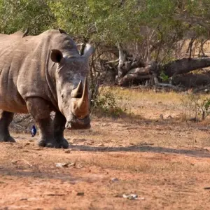 Explore Kruger Park Explorer for 4 days with Cullinan Guided Journeys and discover unforgettable experiences - Photo 9