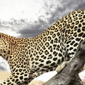 Explore Kruger Park Explorer for 4 days with Cullinan Guided Journeys and discover unforgettable experiences - Photo 11