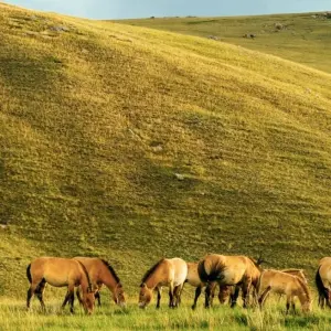 Explore Discovering the Land of Nomads for 13 days with Crooked Compass and discover unforgettable experiences - Photo 2