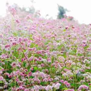 Explore THE BEST OF NORTHEAST VIETNAM - 7 DAYS / 6 NIGHTS for 7 days with Crossing Vietnam Tour and discover unforgettable experiences - Photo 4