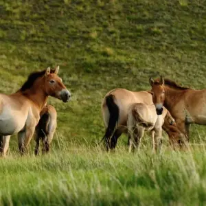 Explore Discovering the Land of Nomads for 13 days with Crooked Compass and discover unforgettable experiences - Photo 3