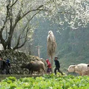 Explore THE BEST OF NORTHEAST VIETNAM - 7 DAYS / 6 NIGHTS for 7 days with Crossing Vietnam Tour and discover unforgettable experiences - Photo 5