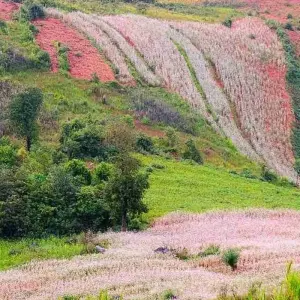 Explore Sapa & Northwest Loop - 7 Days for 7 days with Crossing Vietnam Tour and discover unforgettable experiences - Photo 5