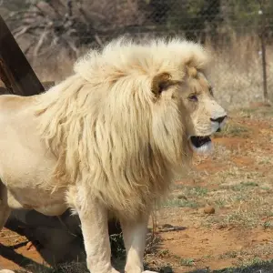 Explore Southern Africa aboard the African Dream: travel to the ends of the earth with extended stay at the Cape Peninsula (port-to-port cruise) for 13 days with CroisiEurope River Cruises and discover unforgettable experiences - Photo 2