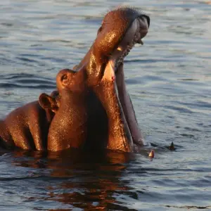 Explore Southern Africa aboard the African Dream: travel to the ends of the earth with extended stay at the Cape Peninsula (port-to-port cruise) for 13 days with CroisiEurope River Cruises and discover unforgettable experiences - Photo 3