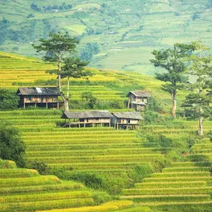 Explore Sapa Walk and Bac Ha Market 4 days for 4 days with Crossing Vietnam Tour and discover unforgettable experiences - Photo 9