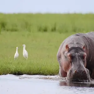 Explore Southern Africa aboard the Zimbabwean Dream: travel to the ends of the earth (port-to-port cruise) for 9 days with CroisiEurope River Cruises and discover unforgettable experiences - Photo 3