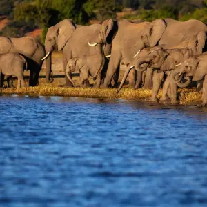 Explore Southern Africa aboard the African Dream: travel to the ends of the earth with extended stay at the Cape Peninsula (port-to-port cruise) for 13 days with CroisiEurope River Cruises and discover unforgettable experiences - Photo 9