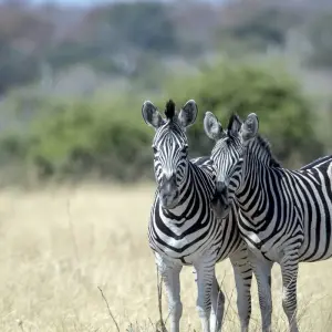 Explore Southern Africa aboard the Zimbabwean Dream: travel to the ends of the earth (port-to-port cruise) for 9 days with CroisiEurope River Cruises and discover unforgettable experiences - Photo 6