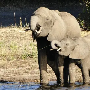 Explore Southern Africa aboard the Zimbabwean Dream: travel to the ends of the earth (port-to-port cruise) for 9 days with CroisiEurope River Cruises and discover unforgettable experiences - Photo 9