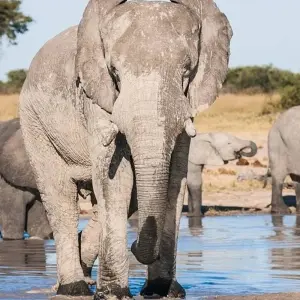 Explore Southern Africa aboard the Zimbabwean Dream: travel to the ends of the earth (port-to-port cruise) for 9 days with CroisiEurope River Cruises and discover unforgettable experiences - Photo 10