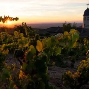 Explore Exceptional Wine Tasting Cruise in Burgundy: Beaujolais Nouveau (port-to-port cruise) - VAN GOGH II for 5 days with CroisiEurope River Cruises and discover unforgettable experiences - Photo 2