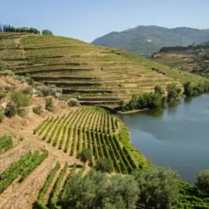 Explore Porto and the Douro Valley - AMALIA RODRIGUES for 6 days with CroisiEurope River Cruises and discover unforgettable experiences - Photo 8