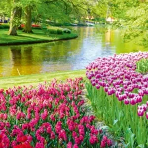 Explore Springtime in Holland (port-to-port cruise) - FRANCE for 5 days with CroisiEurope River Cruises and discover unforgettable experiences - Photo 3