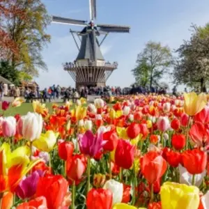 Explore Springtime in Holland (port-to-port cruise) - FRANCE for 5 days with CroisiEurope River Cruises and discover unforgettable experiences - Photo 8