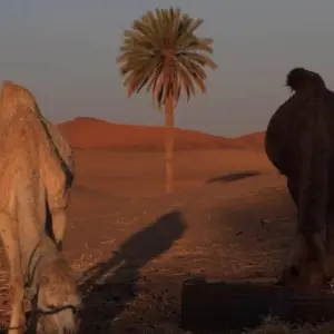 Explore From Marrakech to Fes private Desert tour ( Luxury Camp ) for 3 days with Cultural Morocco Tours and discover unforgettable experiences - Photo 7