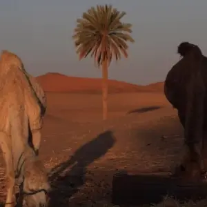 Explore From Fes to Marrakesh Desert experience ( Luxury Accommodations ) for 3 days with Cultural Morocco Tours and discover unforgettable experiences - Photo 4