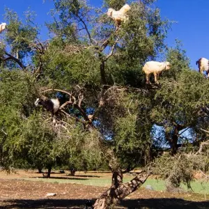 Explore 15-Day Morocco "Private" ​tour from Casablanca - Highlights of Morocco for 15 days with Cultural Morocco Tours and discover unforgettable experiences - Photo 5