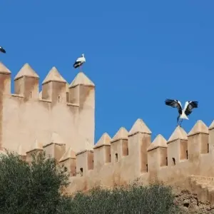 Explore Morocco imperial cities tour from Casablanca for 7 days with Cultural Morocco Tours and discover unforgettable experiences - Photo 11